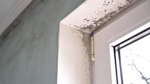 Best Kitchen Mold Remediation in Connell, WA