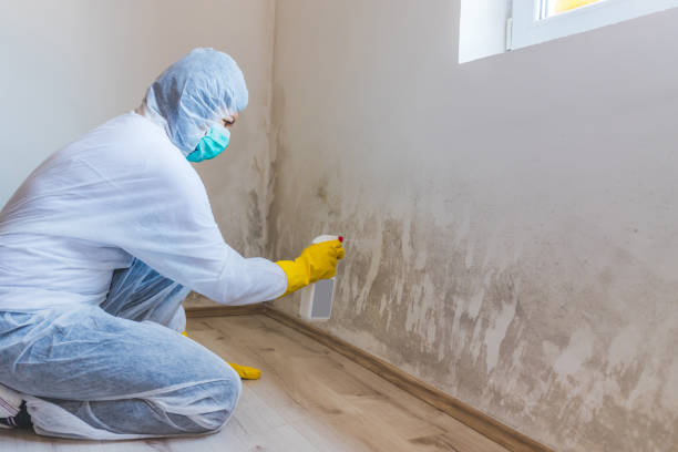 Best Attic Mold Remediation in Connell, WA