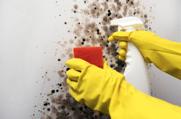 Best Mold Remediation for Specific Building Types in Connell, WA