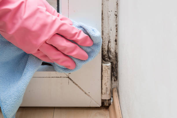 Best Preventive Mold Services in Connell, WA